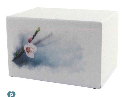 Somerset Cherry Blossoms Full Size